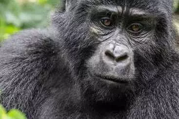 Gorilla Safari Lodge
