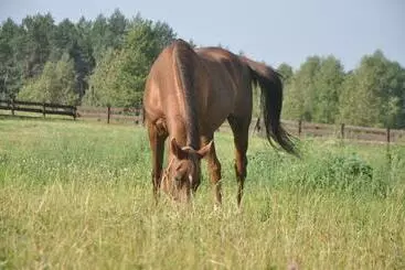 Dzikowisko