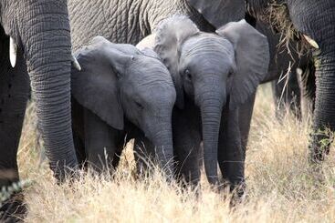 Отель Karongwe Portfolio   Shiduli Private Game Lodge