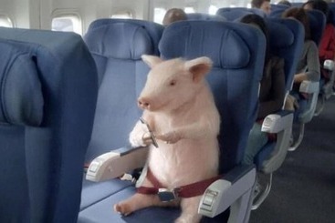 Saint Francis Resort