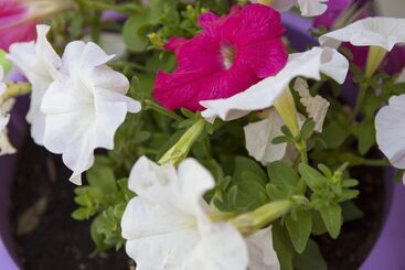 Anna Katerina Apartments