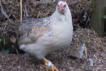 Hotel wiejski Agriturismo La Vecchia Chioderia