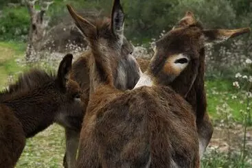 Hotelli Alaro Natura Rural Suites