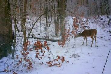 بيت ريفى Hickory Hill Cabin Rentals