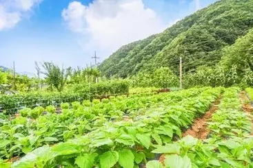 Danyang Sanmaru Pension