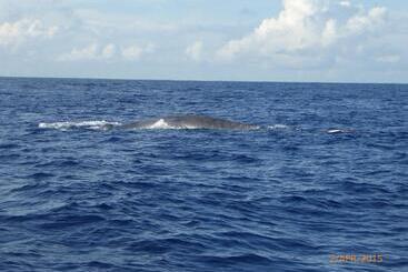 Шале Beach House