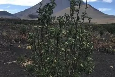 پانسیون Oasis Coba Tina