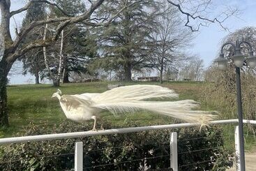 Пансион Domaine Des Peyries Chambres Et Table D Hôtes
