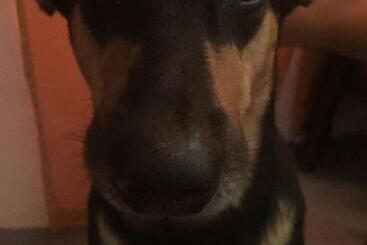 הוסטל Jim S Castle Inn