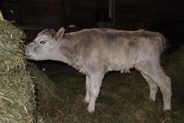 Miðhvammur Farm Stay