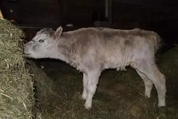 Miðhvammur Farm Stay