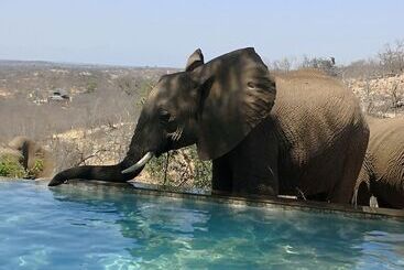 ホテル Mbizi Bush Lodge