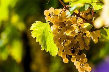 Bed and Breakfast Vulcano Guesthouse