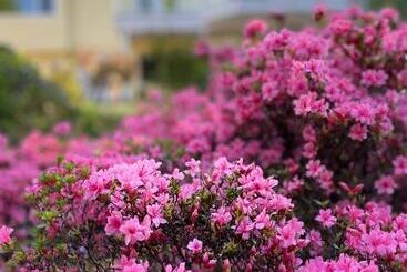 ペンション The Rhodo Place