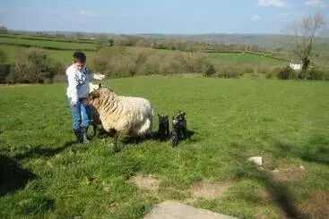 Relaxing Holiday In Millpond Cottage   Cwmiar