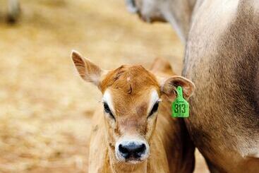بيت ريفى The Cabins At Reverence Farms By Sagra