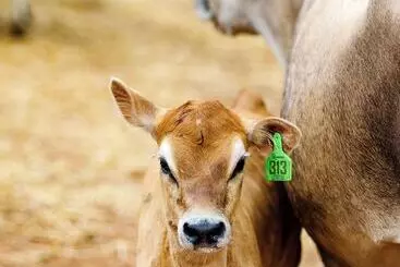 Mökkimajoitus The Cabins At Reverence Farms By Sagra