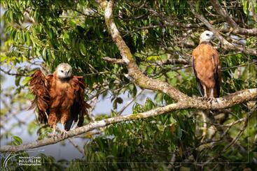 בית מלון כפרי De Campo Caño Negro
