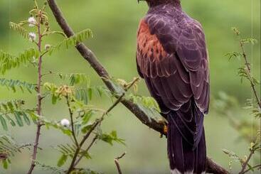 Hotelli De Campo Caño Negro