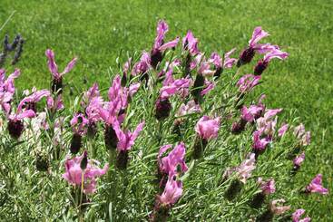 Garça Real Hotel & Spa