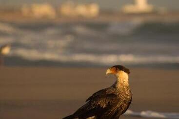 Pension Las Palmas Beach Hostel