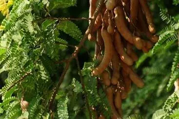 Majatalo Sai Sneh Holidays Cottage