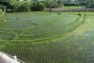 ペンション Arti By Umah   Pererenan