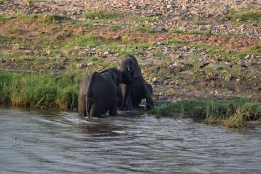 Pensió Kifaru Kruger