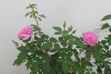 민박 Nutmeg House Zanzibar