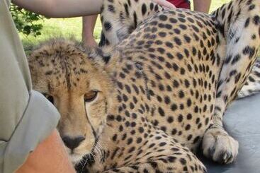 茅舍 Amanzimlotzi Riverside Bush Camp