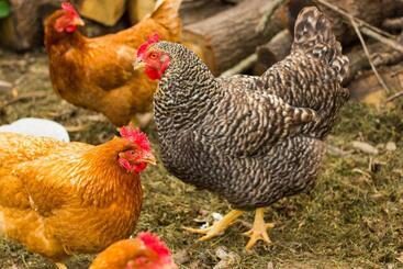 צימר Aux Ronzières