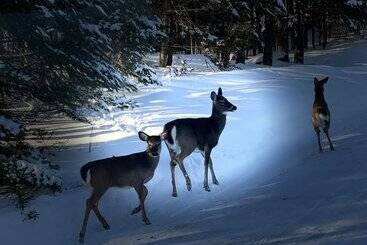 Room In Lodge   Beach Club Hotel St Emilie Energie Lake Mountain No6367
