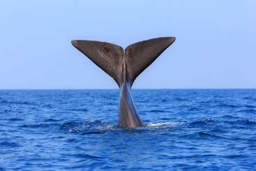 بنسيون Valampuri Kite Resort