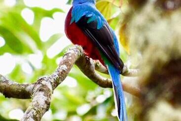 تختخواب و صبحانه Mar Verde Lodge