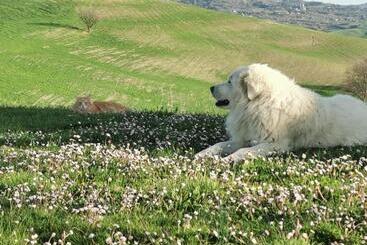 فندق Agriturismo Colle Di Mezzo