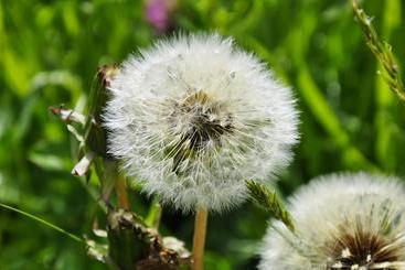 호텔 Pension Gasthaus Zur Schmiede