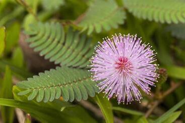 호텔 Sulawesi Jember