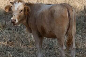 בית מלון כפרי Domaine Machja