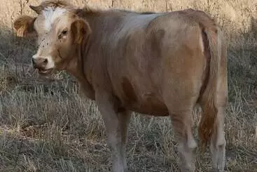 Hotel Domaine Machja