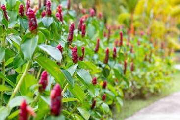 בית מלון כפרי Mango Beach Resort