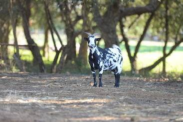 فندق ريفى Quinta Pedagógica Da Samoqueirinha   Duna Parque Resorts & Hotels