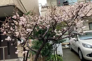 هاستل Sky Tree Inn ⅱ（晴樹宿ⅱ）