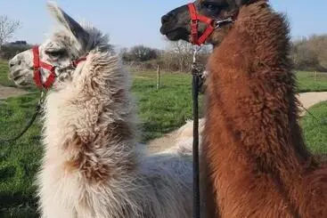 Aamiaismajoitus (B&B) Le Fief Guibert Hôtel Particulier Maison D Hôtes Et Gîtes