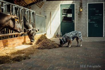 田舎風ホテル Boertel Lamperse Hei