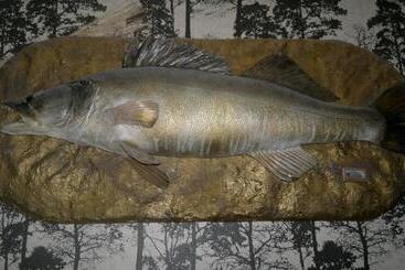 Hällefors Vandrarhem Hostel & Kanotcenter