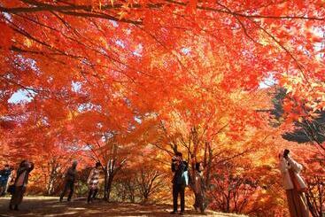 日式旅馆 Yoshinotei