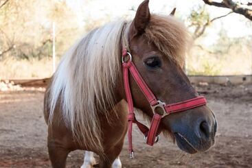 מלון דירות Paradisio Baby & Kinder