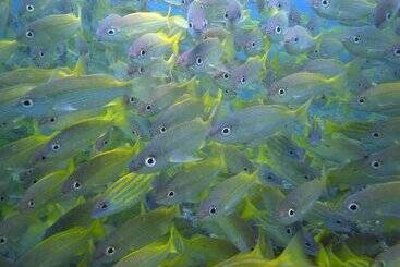 Resort Otel Zawadi Hotel, Zanzibar