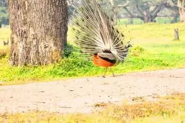 Majatalo Anuradhapura Peacock Garden Holiday Bungalow