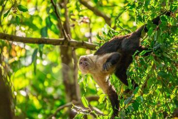 La Palapa Hut Nature Hostel
